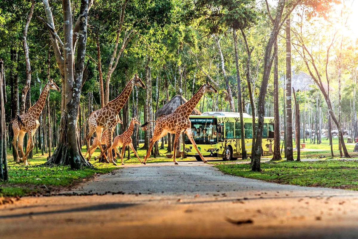 Safari Vinhomes Green Paradise có gì đặc biệt? 2